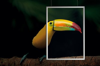 Papier systemes pour posters - Antalis