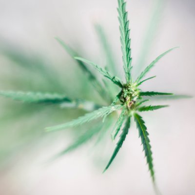 Feuille cannabis