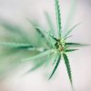 Feuille cannabis